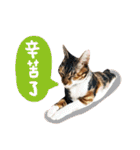 Candy x Kobe Cats（個別スタンプ：25）
