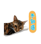 Candy x Kobe Cats（個別スタンプ：26）