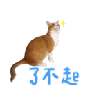 Candy x Kobe Cats（個別スタンプ：27）