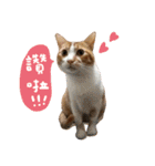 Candy x Kobe Cats（個別スタンプ：30）