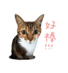 Candy x Kobe Cats（個別スタンプ：31）