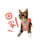 Candy x Kobe Cats（個別スタンプ：32）