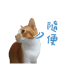 Candy x Kobe Cats（個別スタンプ：33）