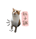 Candy x Kobe Cats（個別スタンプ：34）