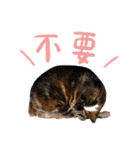 Candy x Kobe Cats（個別スタンプ：35）