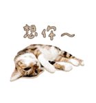 Candy x Kobe Cats（個別スタンプ：36）