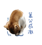 Candy x Kobe Cats（個別スタンプ：38）