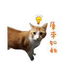 Candy x Kobe Cats（個別スタンプ：39）