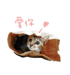 Candy x Kobe Cats（個別スタンプ：40）