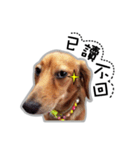 Dachshund GaGa part3（個別スタンプ：7）