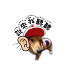 Dachshund GaGa part3（個別スタンプ：8）