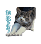 猫生 写真スタンプ 01（個別スタンプ：1）