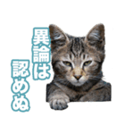 猫生 写真スタンプ 01（個別スタンプ：2）