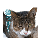 猫生 写真スタンプ 01（個別スタンプ：3）