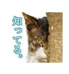 猫生 写真スタンプ 01（個別スタンプ：4）