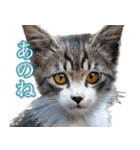 猫生 写真スタンプ 01（個別スタンプ：6）