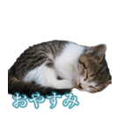 猫生 写真スタンプ 01（個別スタンプ：8）