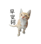 Meow Meow Living Diary（個別スタンプ：1）