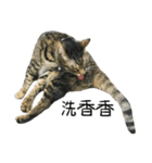 Meow Meow Living Diary（個別スタンプ：3）