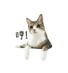Meow Meow Living Diary（個別スタンプ：4）