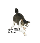 Meow Meow Living Diary（個別スタンプ：5）