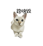 Meow Meow Living Diary（個別スタンプ：6）