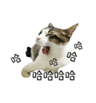 Meow Meow Living Diary（個別スタンプ：7）