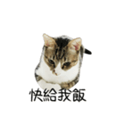Meow Meow Living Diary（個別スタンプ：8）
