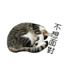 Meow Meow Living Diary（個別スタンプ：9）