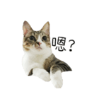 Meow Meow Living Diary（個別スタンプ：11）
