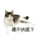 Meow Meow Living Diary（個別スタンプ：12）
