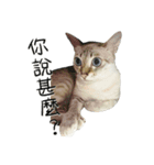 Meow Meow Living Diary（個別スタンプ：13）