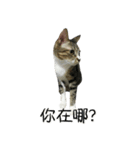 Meow Meow Living Diary（個別スタンプ：15）