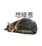 Meow Meow Living Diary（個別スタンプ：16）