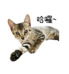 Meow Meow Living Diary（個別スタンプ：18）