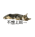Meow Meow Living Diary（個別スタンプ：19）