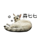 Meow Meow Living Diary（個別スタンプ：20）