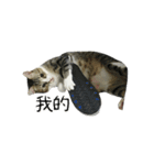 Meow Meow Living Diary（個別スタンプ：21）