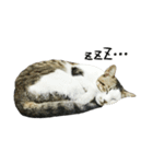 Meow Meow Living Diary（個別スタンプ：23）