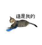 Meow Meow Living Diary（個別スタンプ：24）