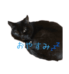 にぎやか家族（個別スタンプ：15）