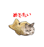 超猫ラズリン（個別スタンプ：19）