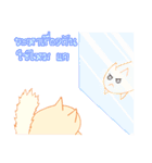 survey cat（個別スタンプ：34）