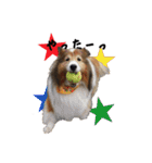 シェルティ犬★ベア＆ルチェ（個別スタンプ：1）