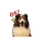シェルティ犬★ベア＆ルチェ（個別スタンプ：2）