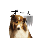 シェルティ犬★ベア＆ルチェ（個別スタンプ：3）