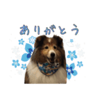 シェルティ犬★ベア＆ルチェ（個別スタンプ：4）