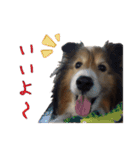 シェルティ犬★ベア＆ルチェ（個別スタンプ：5）