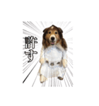 シェルティ犬★ベア＆ルチェ（個別スタンプ：9）