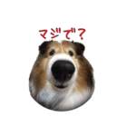 シェルティ犬★ベア＆ルチェ（個別スタンプ：12）